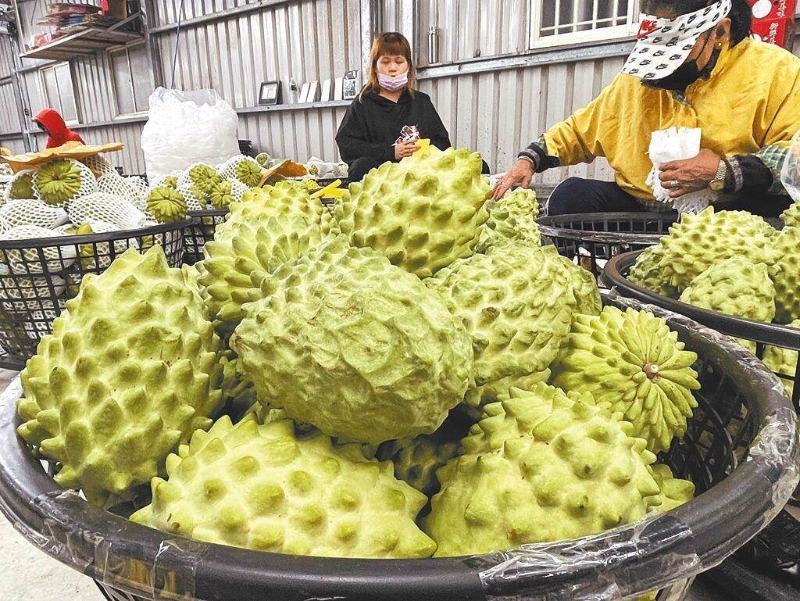大陸近日宣布恢復(fù)鳳梨釋迦銷陸。（報系資料照） 圖片來源：臺灣“中時新聞網(wǎng)”.jpg