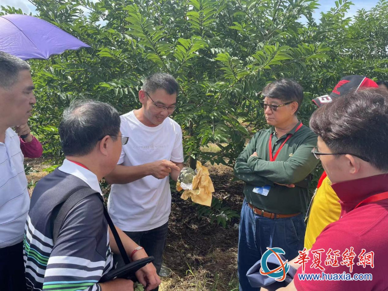 臺商蕭景瑞向考察團講解釋迦種植技術(shù)。（攝影 李昕）