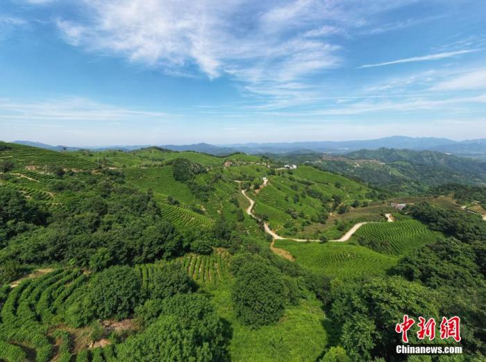 圖為航拍鏡頭下的大悟縣三里城鎮(zhèn)茶葉基地。周鑫 攝