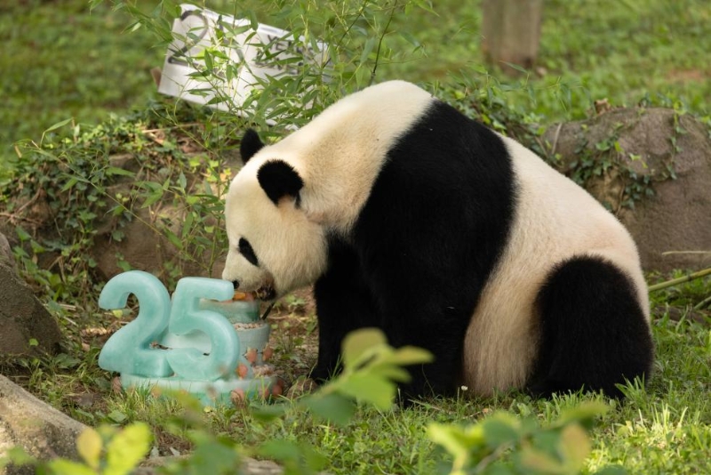 7月22日，在美國(guó)華盛頓史密森學(xué)會(huì)國(guó)家動(dòng)物園，迎來25歲生日的大熊貓“美香”享用生日蛋糕。（圖源：新華社）