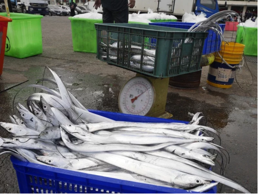 圖為臺(tái)灣八斗子漁港補(bǔ)獲的白帶魚(圖片來(lái)自臺(tái)媒)
