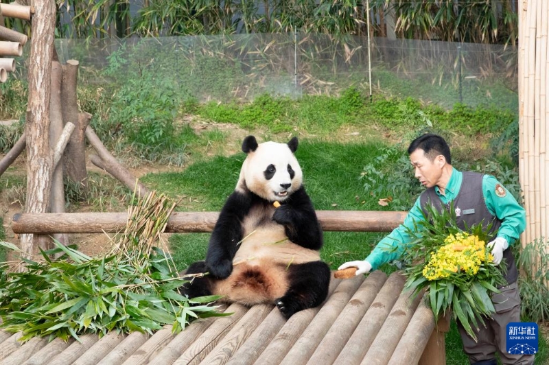 3月3日，在位于韓國京畿道龍仁市的愛寶樂園，飼養(yǎng)員為大熊貓“福寶”準(zhǔn)備美食。新華社記者 姚琪琳 攝