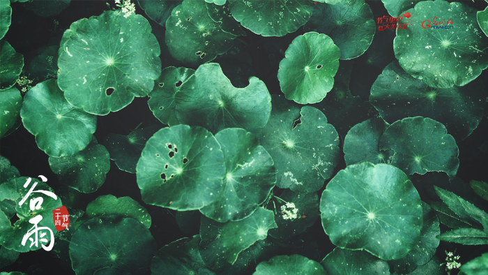 【節(jié)氣里的大美中國】來自谷雨的信丨春耕正當(dāng)時(shí)，向明亮的日子進(jìn)發(fā)！