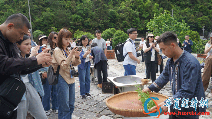 黃金茶技藝傳承人向華文展示炒茶技藝。（攝影：虞鷹）