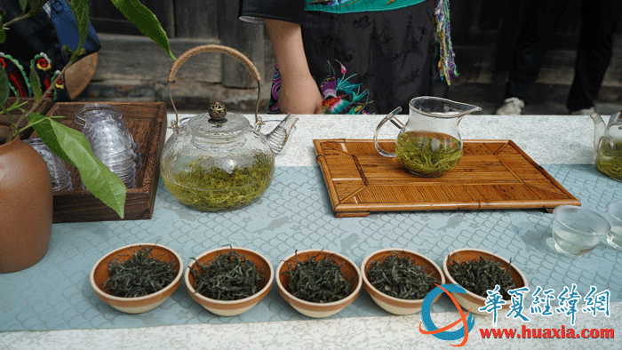 保靖黃金茶。（攝影：虞鷹）