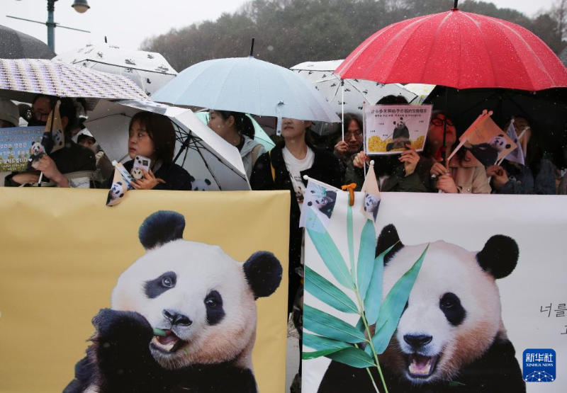 4月3日，人們?cè)陧n國(guó)京畿道龍仁市的愛寶樂園雨中送別大熊貓“福寶”。（圖源：新華社）