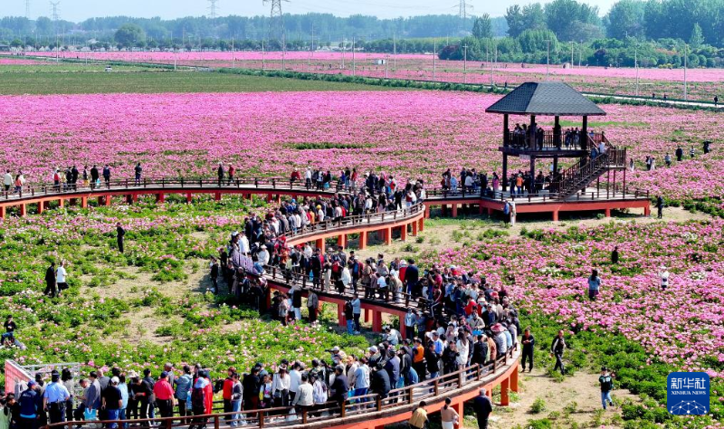 5月1日，在安徽省亳州市譙城區(qū)十八里鎮(zhèn)蔣李村，游人在芍藥花海里賞花游玩。（圖源：新華社）