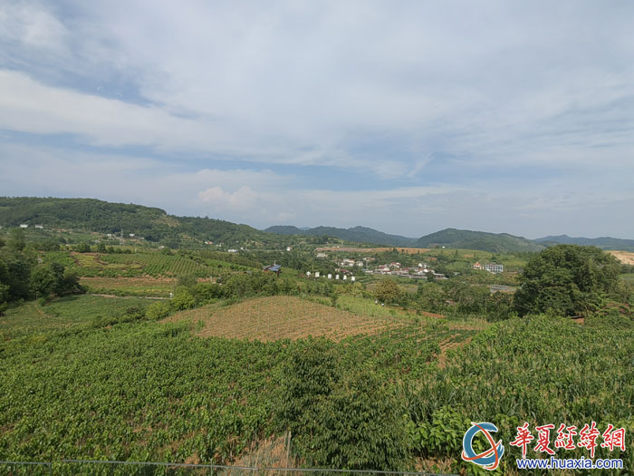 俯瞰池河鎮(zhèn)明星村“最美桑?！泵谰?。
