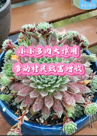 小小多肉大作用，帶動村民致富增收
