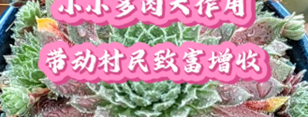 小小多肉大作用，帶動村民致富增收