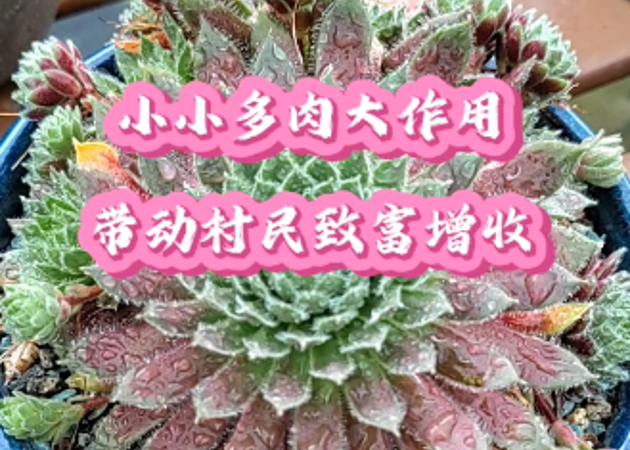 小小多肉大作用，帶動村民致富增收