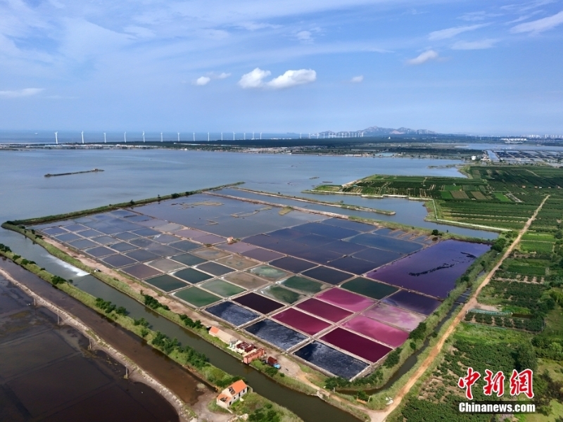 8月7日，山東省榮成市港西鎮(zhèn)朝陽港的一處鹽田在藍天白云的映襯下呈現(xiàn)出色彩斑斕、絢麗多彩的獨特景觀，成為海邊的一道靚麗風景。