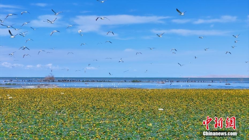 8月，中國(guó)最大內(nèi)陸淡水湖——新疆博斯騰湖千畝荇菜花開(kāi)正盛，呈現(xiàn)出“一湖碧水半湖荇”的美麗畫卷。