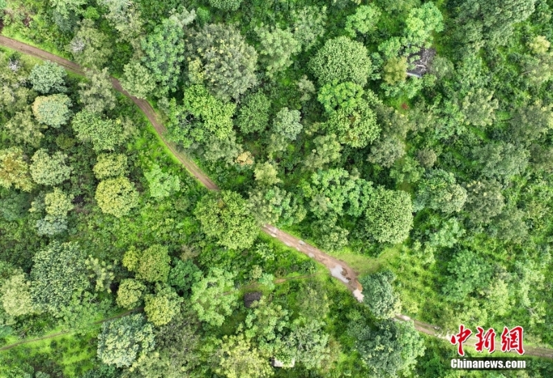 （聚焦中國高質(zhì)量發(fā)展）普洱景邁山古茶林文化景觀