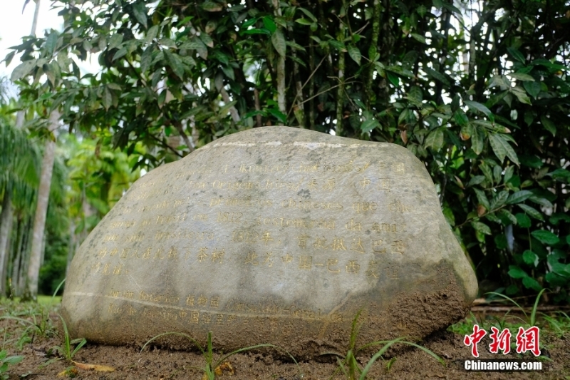 在里約熱內(nèi)盧遇見中國茶