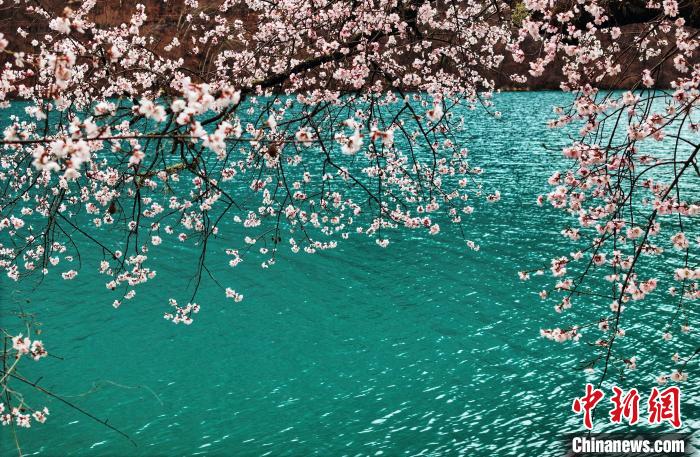 九寨溝景區(qū)桃花盛開(kāi)引游人