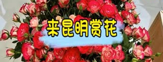 來昆明賞花