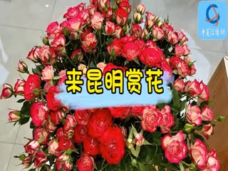 來昆明賞花